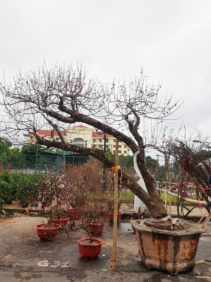 Ngắm những gốc đào thế “siêu to khổng lồ” giá cả trăm triệu đồng chơi Tết - 13