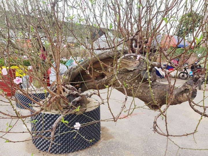 Ngắm những gốc đào thế “siêu to khổng lồ” giá cả trăm triệu đồng chơi Tết - 3