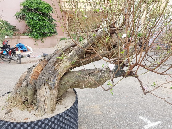 Ngắm những gốc đào thế “siêu to khổng lồ” giá cả trăm triệu đồng chơi Tết - 4