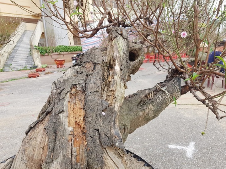 Ngắm những gốc đào thế “siêu to khổng lồ” giá cả trăm triệu đồng chơi Tết - 5