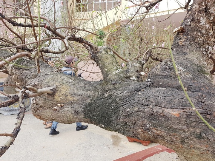 Ngắm những gốc đào thế “siêu to khổng lồ” giá cả trăm triệu đồng chơi Tết - 6