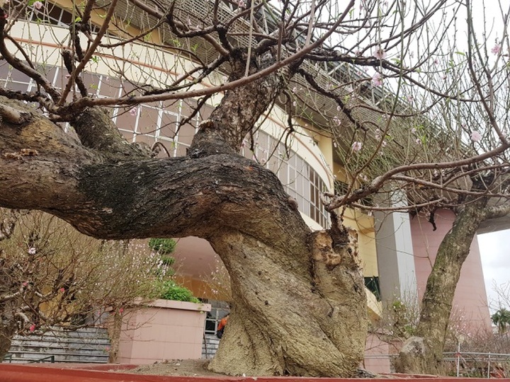 Ngắm những gốc đào thế “siêu to khổng lồ” giá cả trăm triệu đồng chơi Tết - 7