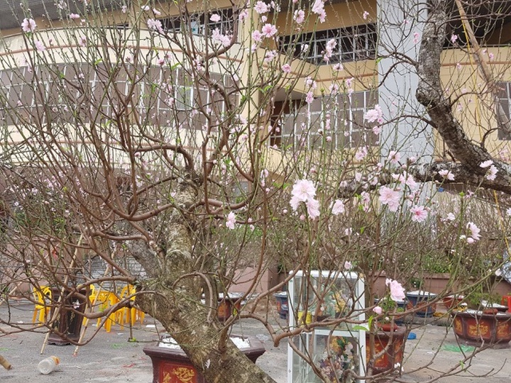 Ngắm những gốc đào thế “siêu to khổng lồ” giá cả trăm triệu đồng chơi Tết - 8