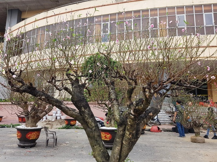 Ngắm những gốc đào thế “siêu to khổng lồ” giá cả trăm triệu đồng chơi Tết - 9