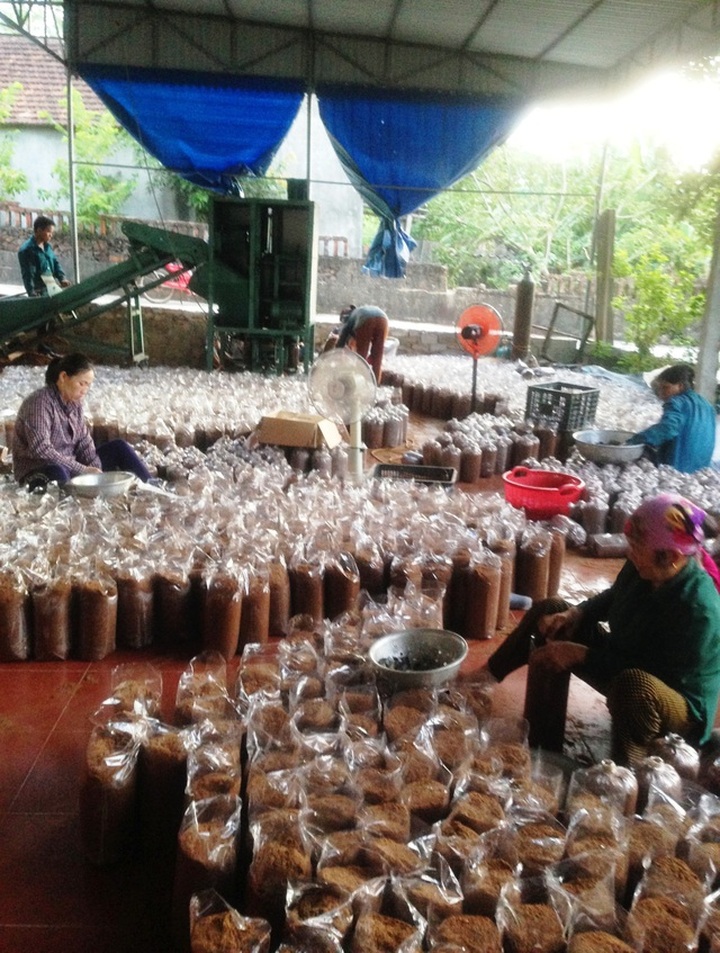 Nghệ An: Mô hình trồng nấm mang lại hiệu quả kinh tế của chàng kỹ sư trẻ - 4