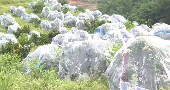 Người dân xã miền núi Thanh Đức, huyện Thanh Chương, tỉnh Nghệ An gắn phát triển cam không có thuốc bảo vệ thực vật khi thực hiện đề án mắc màn cho cam khi quả bắt đầu chín.