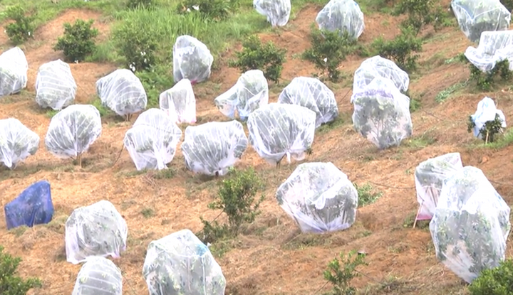 Việc mắc màn cho cam đem lại hiểu quả kinh tế cao, tránh sâu bọ ...