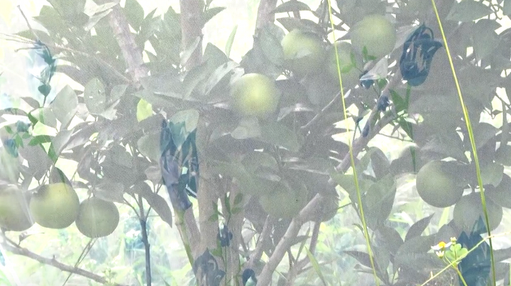 Phát triển mắc màn cho cam đang tạo nên thương hiệu riêng của người dân xã Thanh Đức hiện nay.