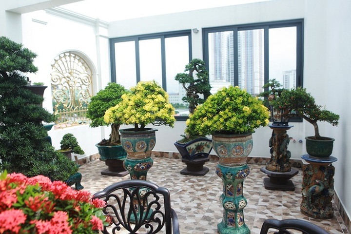 Nghệ nhân Hà Nội bật mí về bonsai kích thước nhỏ nhưng giá “khủng” - 2