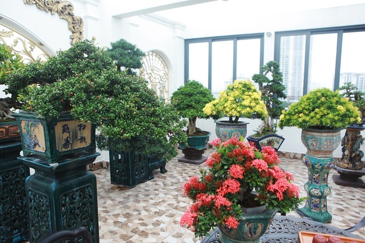 Nghệ nhân Hà Nội bật mí về bonsai kích thước nhỏ nhưng giá “khủng” - 13
