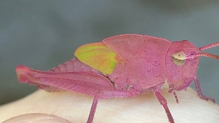 Ngôi nhà ẩn chứa 100 báu vật hiếm có khó tìm ở Việt Nam - 7