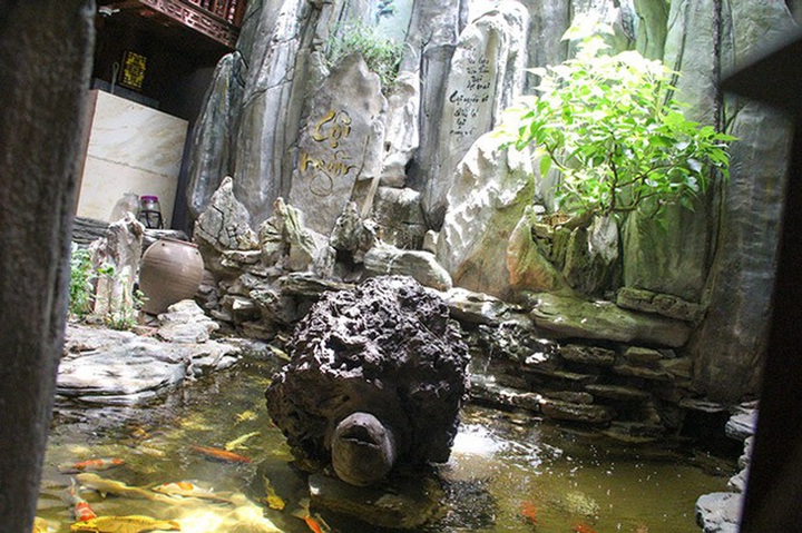 
Chú rùa trong khuôn viên tiểu cảnh được gia chủ bật mí từ một loại gỗ đã hóa thạch mà ông rất yêu thích.
