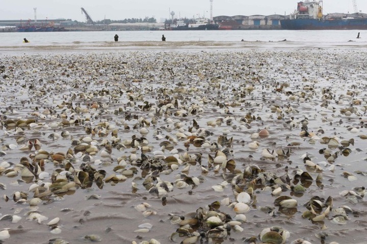 Người dân khốn đốn vì ngao chết trắng trước ngày thu hoạch - 2