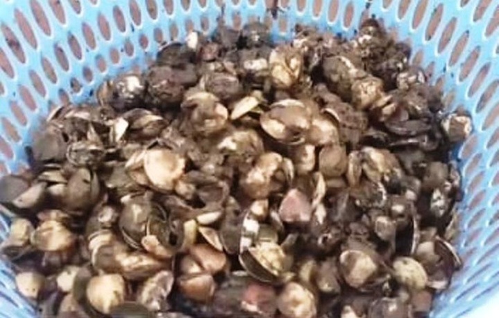 Người dân khốn đốn vì ngao chết trắng trước ngày thu hoạch - 3