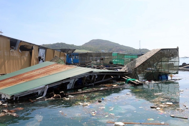 Người nuôi tôm hùm trắng tay, hàng trăm tỷ đồng đổ ra biển sau bão số 9 - 1