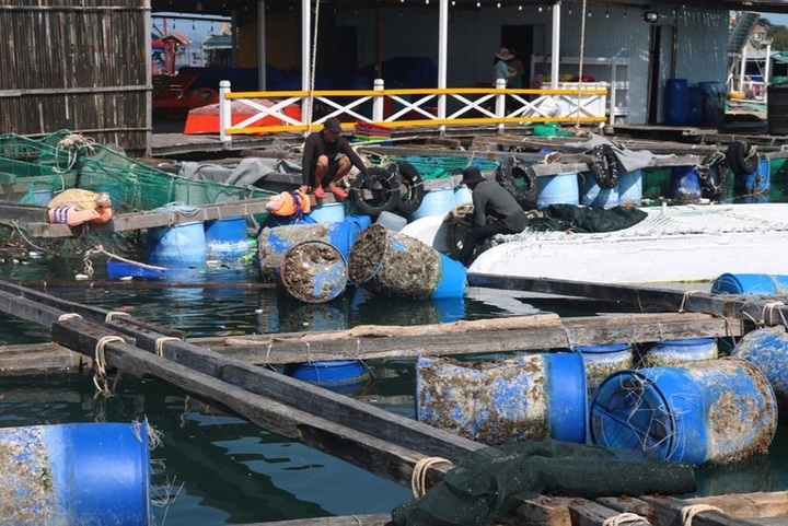 Người nuôi tôm hùm trắng tay, hàng trăm tỷ đồng đổ ra biển sau bão số 9 - 2