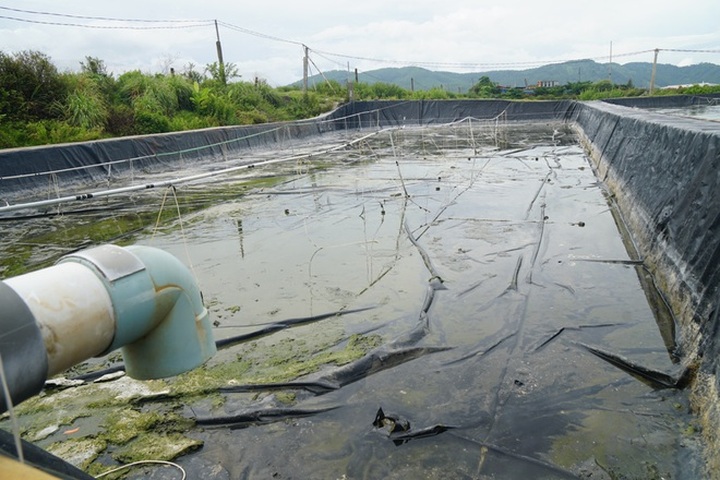 Người nuôi trồng thủy sản gặp khó vì dịch Covid-19 - 2