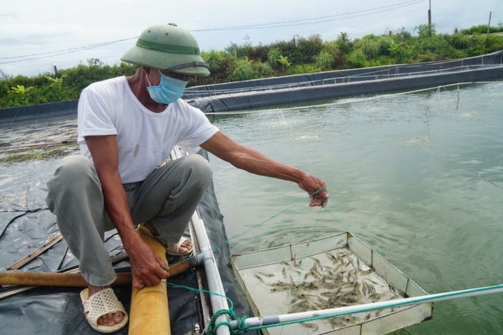 Người nuôi trồng thủy sản gặp khó vì dịch Covid-19 - 3