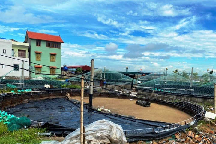 Người nuôi trồng thủy sản gặp khó vì dịch Covid-19 - 7