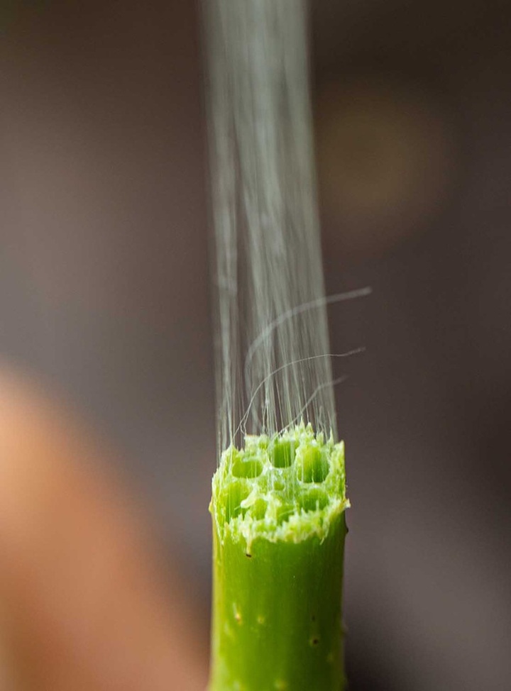 Người phụ nữ khiến sen nhả ra ngọc dệt thành khăn giá 10 triệu đồng/chiếc - 8