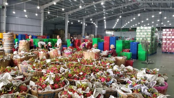 Người trồng thanh long chết đứng vì virus Corona - 1