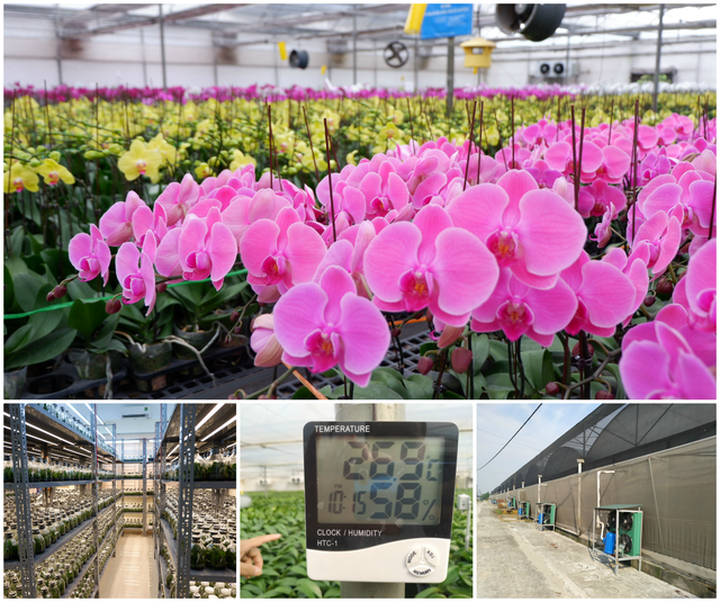 Người Việt ứng dụng 4.0 trồng lan: Hết thời hoa ngoại độc chiếm thị phần hồ điệp Tết - 1