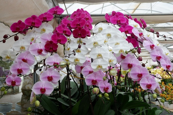 Người Việt ứng dụng 4.0 trồng lan: Hết thời hoa ngoại độc chiếm thị phần hồ điệp Tết - 2