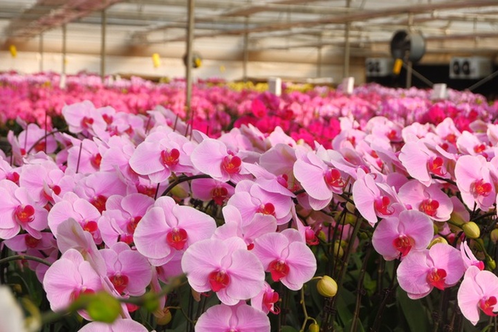 Người Việt ứng dụng 4.0 trồng lan: Hết thời hoa ngoại độc chiếm thị phần hồ điệp Tết - 11