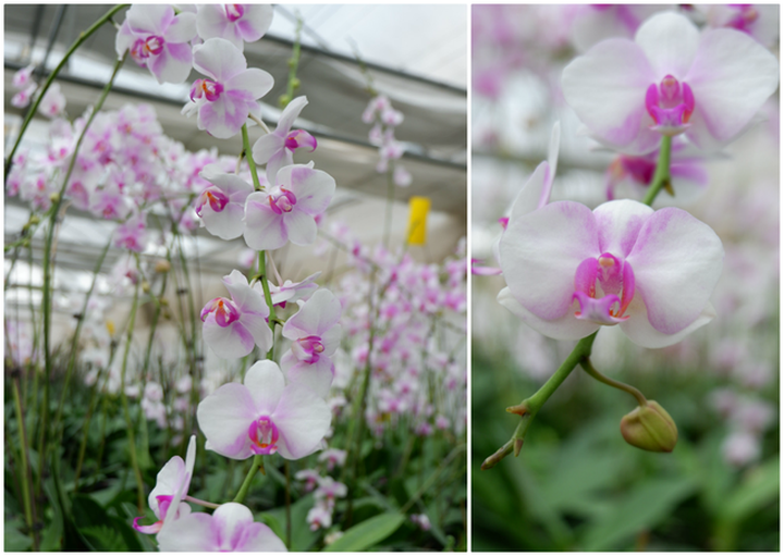 Người Việt ứng dụng 4.0 trồng lan: Hết thời hoa ngoại độc chiếm thị phần hồ điệp Tết - 13