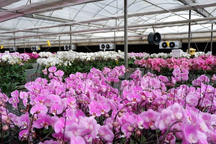 Người Việt ứng dụng 4.0 trồng lan: Hết thời hoa ngoại độc chiếm thị phần hồ điệp Tết - 14