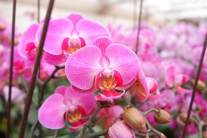 Người Việt ứng dụng 4.0 trồng lan: Hết thời hoa ngoại độc chiếm thị phần hồ điệp Tết - 16