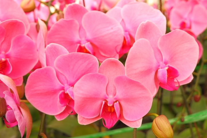 Người Việt ứng dụng 4.0 trồng lan: Hết thời hoa ngoại độc chiếm thị phần hồ điệp Tết - 17