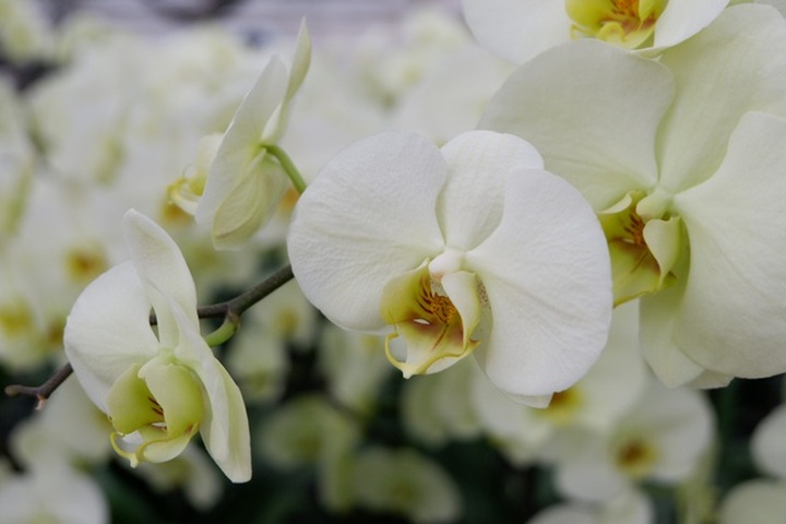 Người Việt ứng dụng 4.0 trồng lan: Hết thời hoa ngoại độc chiếm thị phần hồ điệp Tết - 18