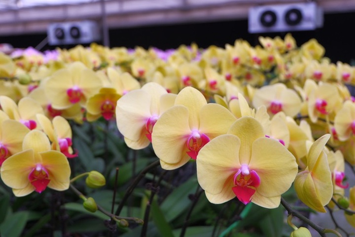 Người Việt ứng dụng 4.0 trồng lan: Hết thời hoa ngoại độc chiếm thị phần hồ điệp Tết - 19