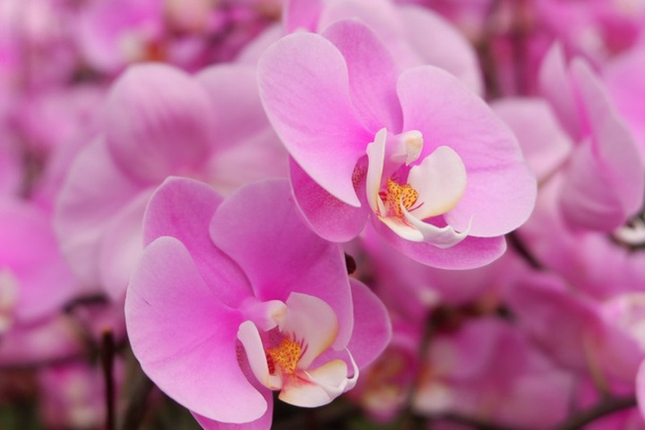 Người Việt ứng dụng 4.0 trồng lan: Hết thời hoa ngoại độc chiếm thị phần hồ điệp Tết - 20