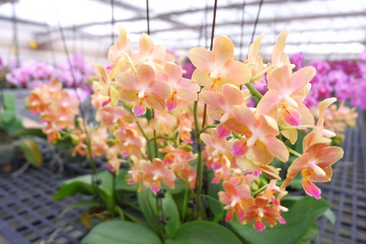 Người Việt ứng dụng 4.0 trồng lan: Hết thời hoa ngoại độc chiếm thị phần hồ điệp Tết - 21