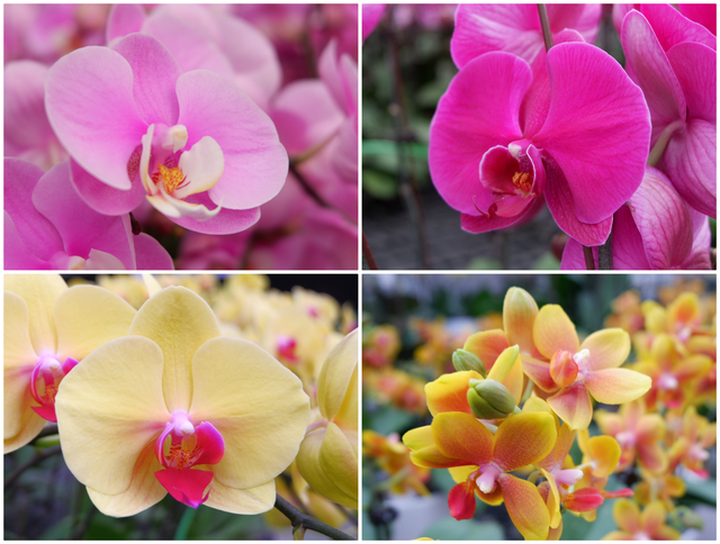 Người Việt ứng dụng 4.0 trồng lan: Hết thời hoa ngoại độc chiếm thị phần hồ điệp Tết - 4
