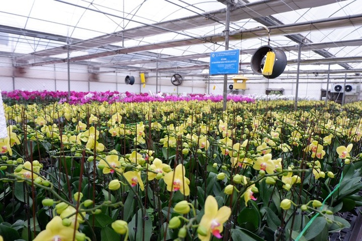 Người Việt ứng dụng 4.0 trồng lan: Hết thời hoa ngoại độc chiếm thị phần hồ điệp Tết - 5