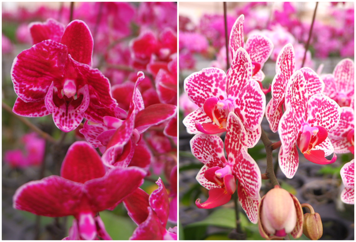Người Việt ứng dụng 4.0 trồng lan: Hết thời hoa ngoại độc chiếm thị phần hồ điệp Tết - 8