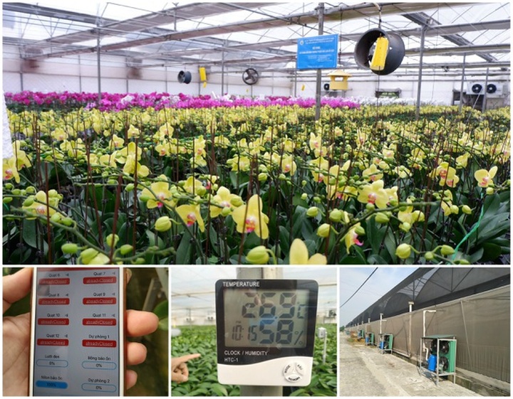 Người Việt ứng dụng 4.0 trồng lan: Hết thời hoa ngoại độc chiếm thị phần hồ điệp Tết - 10