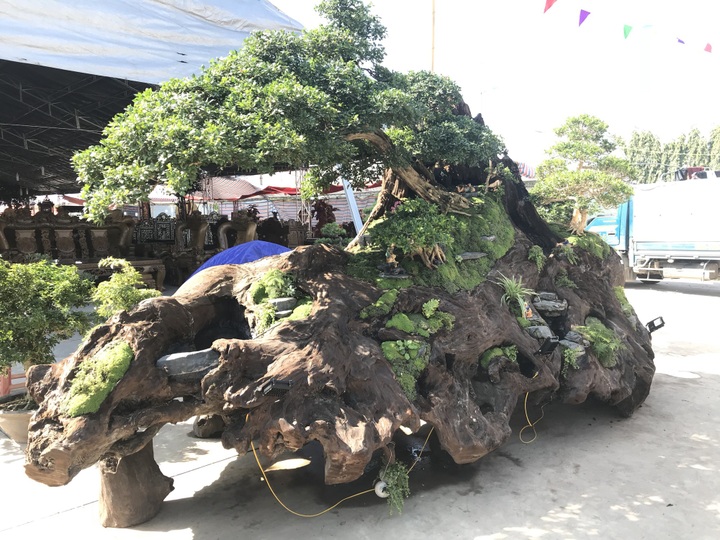 Nguyệt quế tọa gốc lũa sao giá gần 1 tỷ đồng gây ấn tượng mạnh lần đầu ra bắc - Ảnh 1.