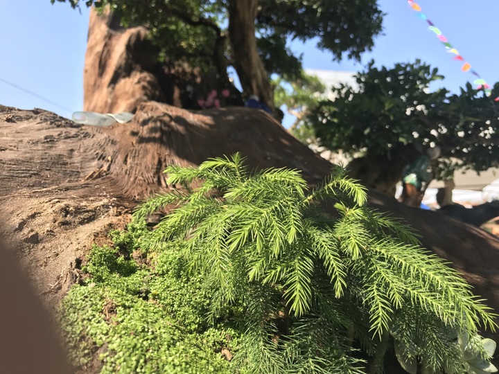 Nguyệt quế tọa gốc lũa sao giá gần 1 tỷ đồng gây ấn tượng mạnh lần đầu ra bắc - Ảnh 2.