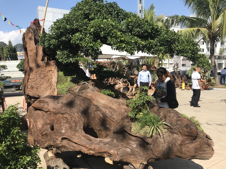 Nguyệt quế tọa gốc lũa sao giá gần 1 tỷ đồng gây ấn tượng mạnh lần đầu ra bắc - Ảnh 4.