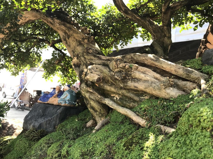 Nguyệt quế tọa gốc lũa sao giá gần 1 tỷ đồng gây ấn tượng mạnh lần đầu ra bắc - Ảnh 5.