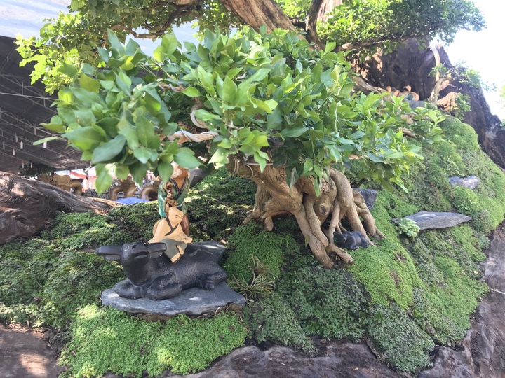 Nguyệt quế tọa gốc lũa sao giá gần 1 tỷ đồng gây ấn tượng mạnh lần đầu ra bắc - Ảnh 6.