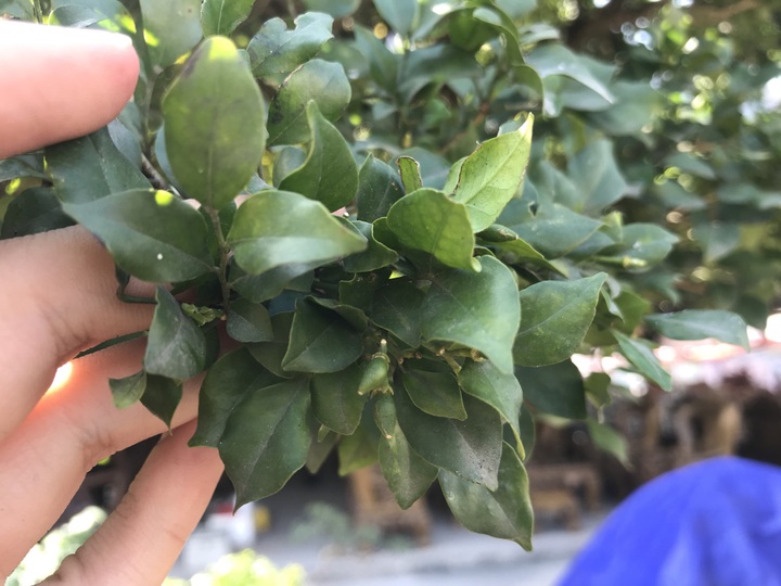 Nguyệt quế tọa gốc lũa sao giá gần 1 tỷ đồng gây ấn tượng mạnh lần đầu ra bắc - Ảnh 7.