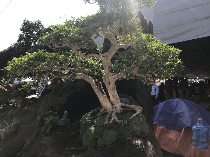 Nguyệt quế tọa gốc lũa sao giá gần 1 tỷ đồng gây ấn tượng mạnh lần đầu ra bắc - Ảnh 8.