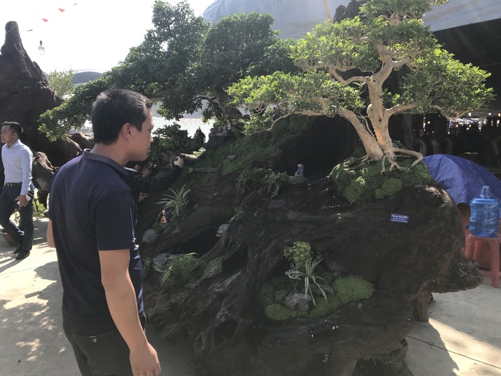 Nguyệt quế tọa gốc lũa sao giá gần 1 tỷ đồng gây ấn tượng mạnh lần đầu ra bắc - Ảnh 9.