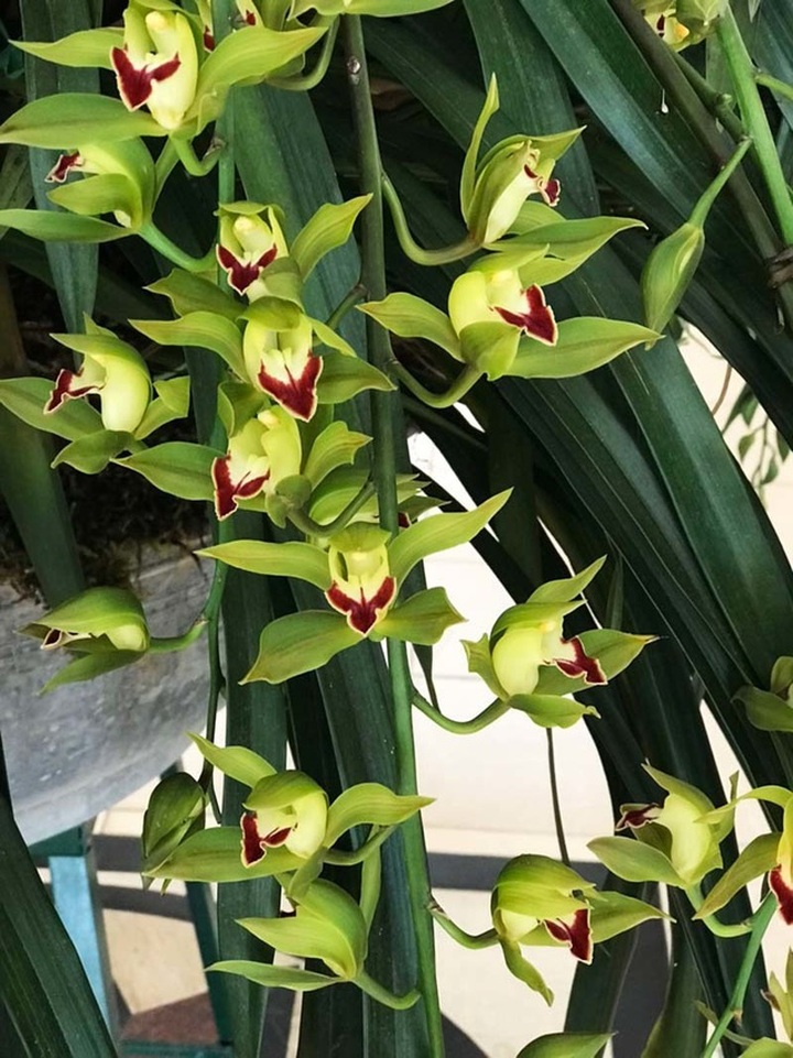 Nhà giàu siết chặt túi tiền, loài lan huyền thoại ế chưa từng có - 2