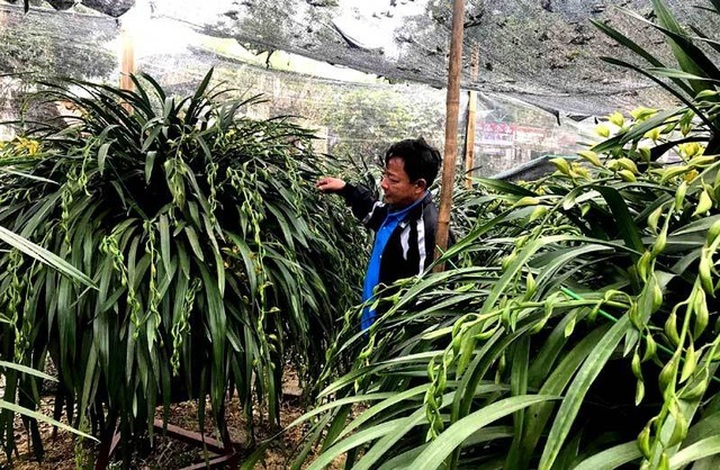 Nhà giàu siết chặt túi tiền, loài lan huyền thoại ế chưa từng có - 3